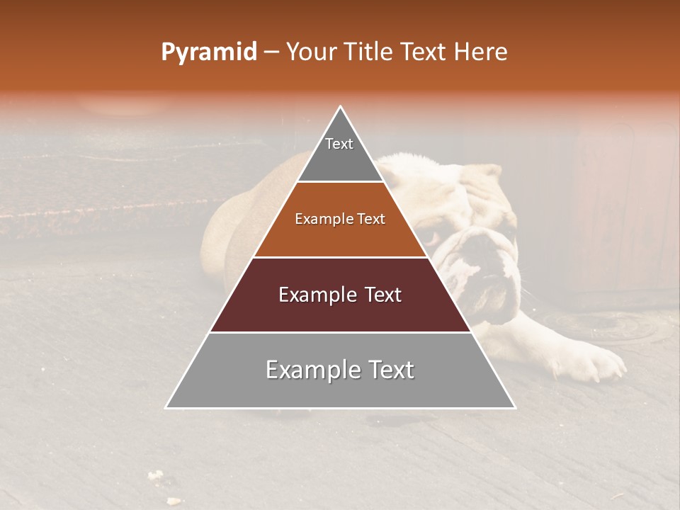 Serious Bulldog On The Florence Street. PowerPoint Template