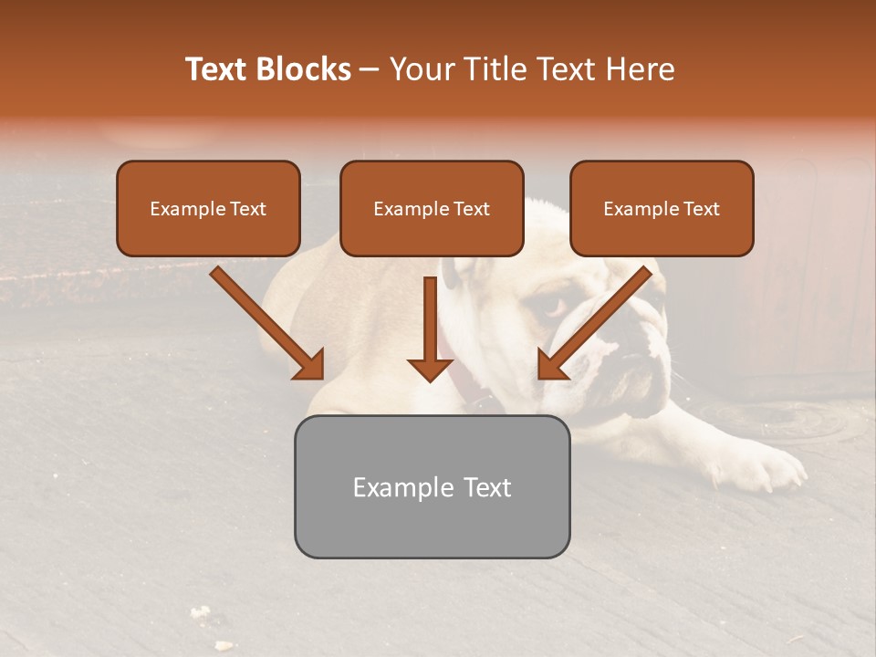 Serious Bulldog On The Florence Street. PowerPoint Template