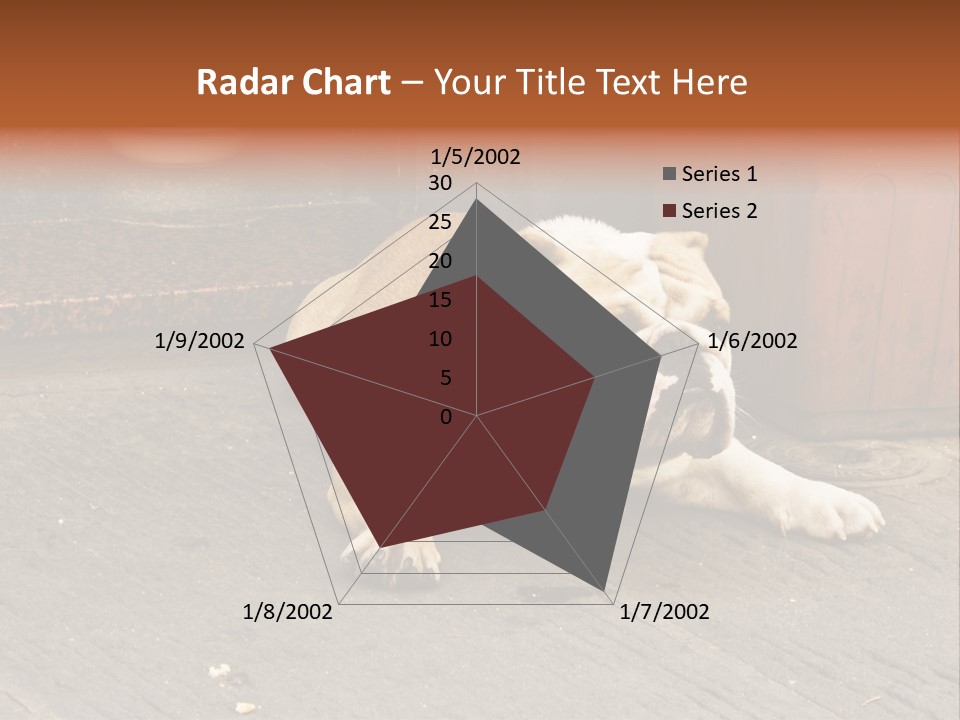 Serious Bulldog On The Florence Street. PowerPoint Template