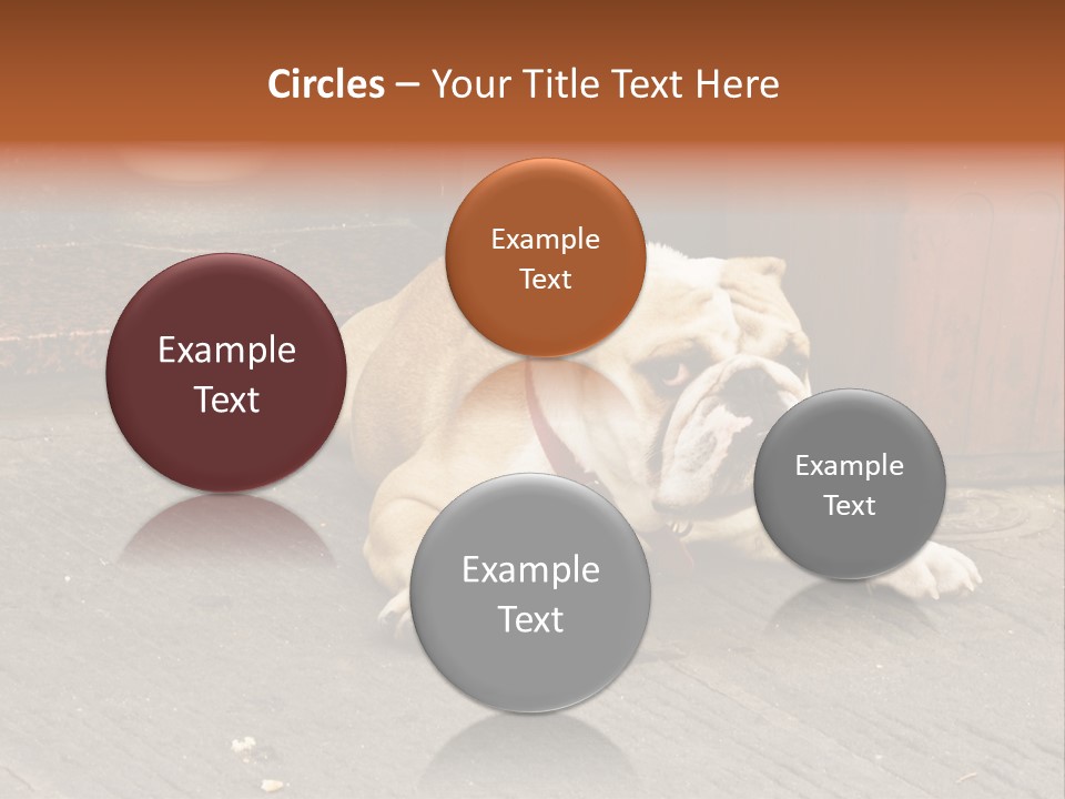 Serious Bulldog On The Florence Street. PowerPoint Template