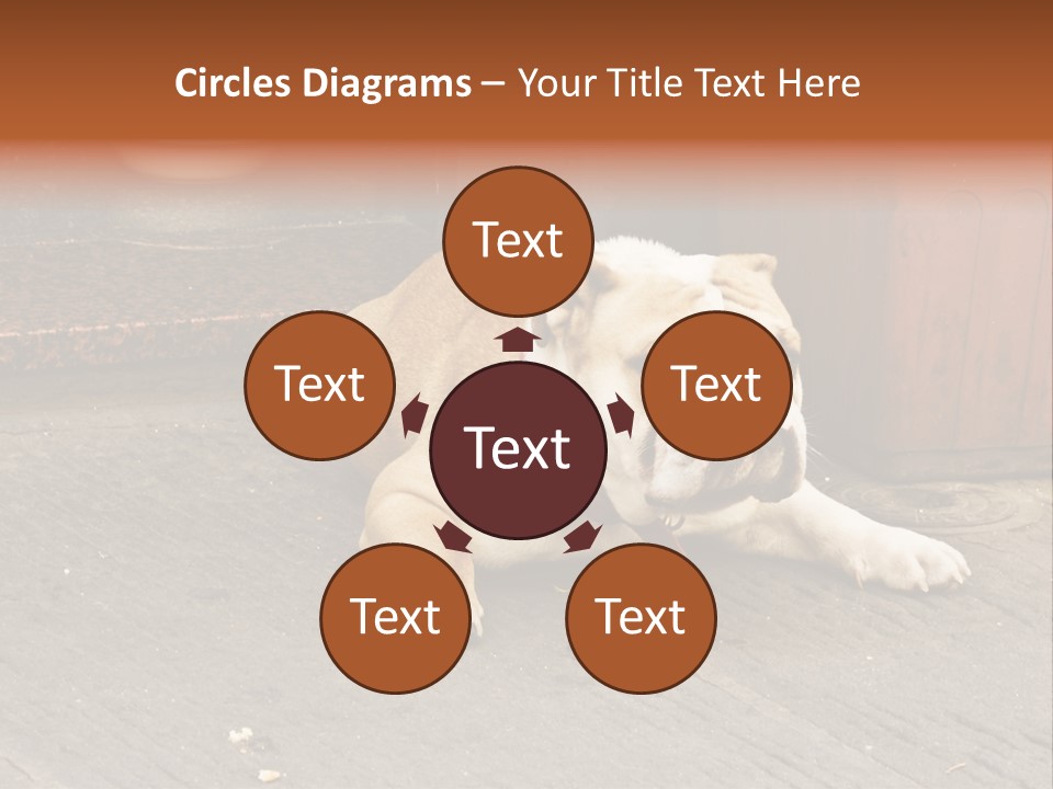 Serious Bulldog On The Florence Street. PowerPoint Template