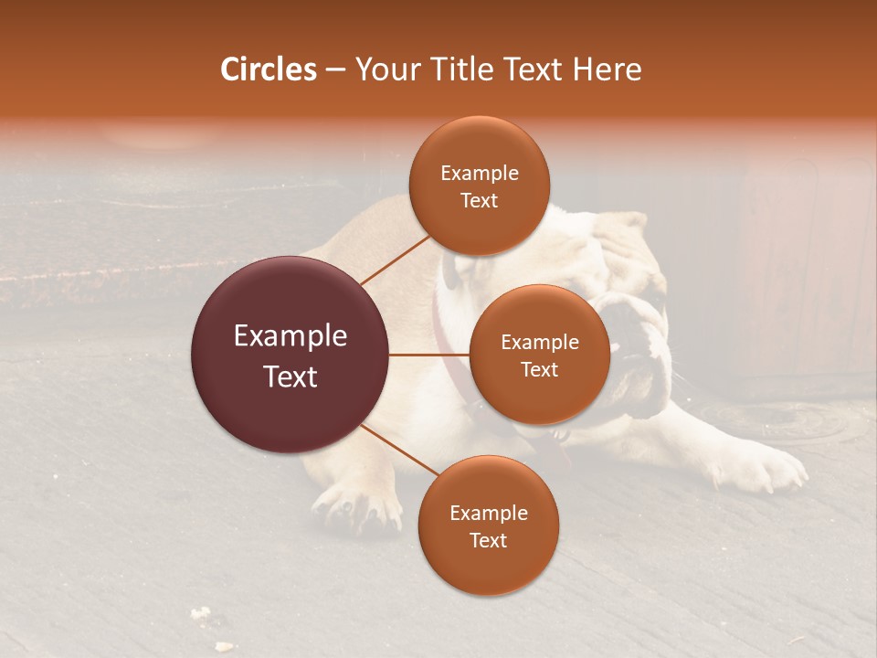 Serious Bulldog On The Florence Street. PowerPoint Template