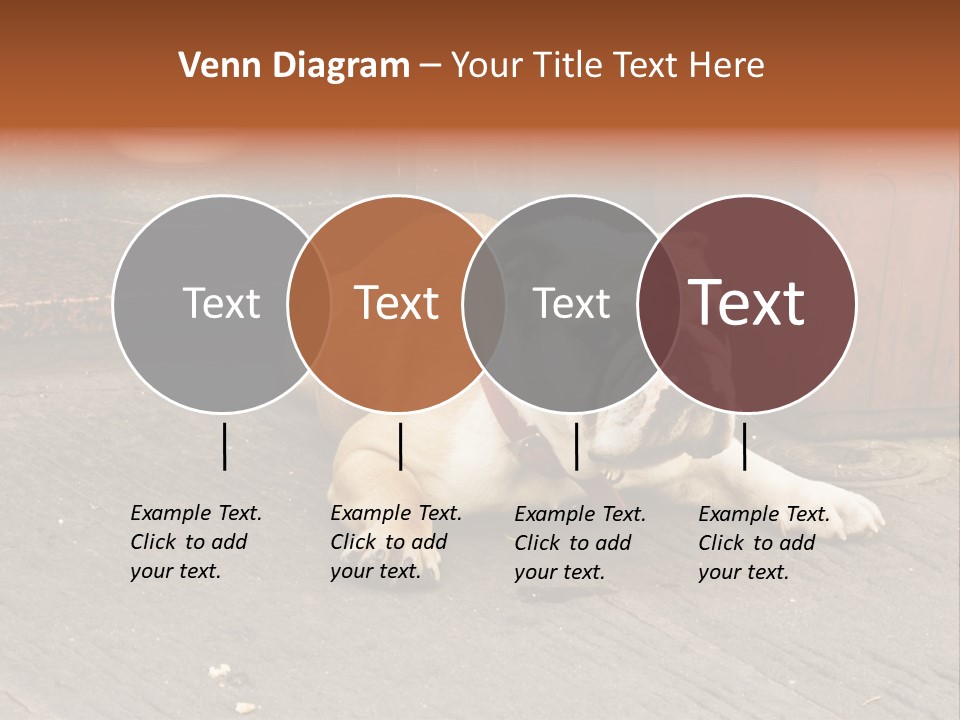 Serious Bulldog On The Florence Street. PowerPoint Template