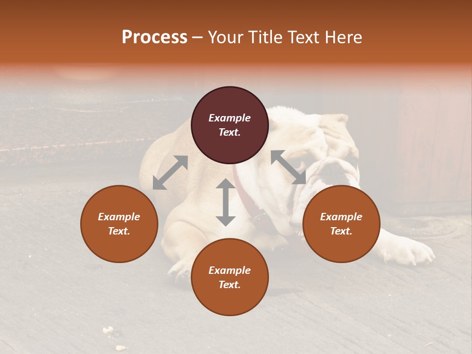 Serious Bulldog On The Florence Street. PowerPoint Template