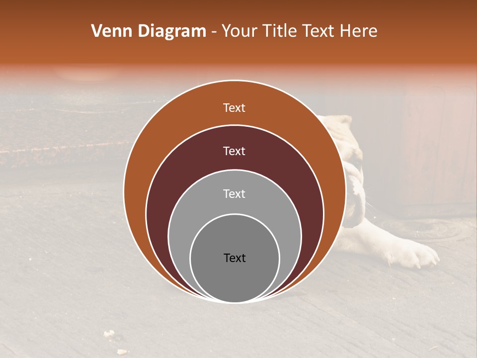 Serious Bulldog On The Florence Street. PowerPoint Template