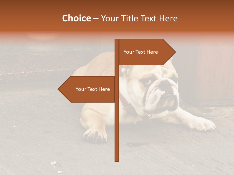 Serious Bulldog On The Florence Street. PowerPoint Template