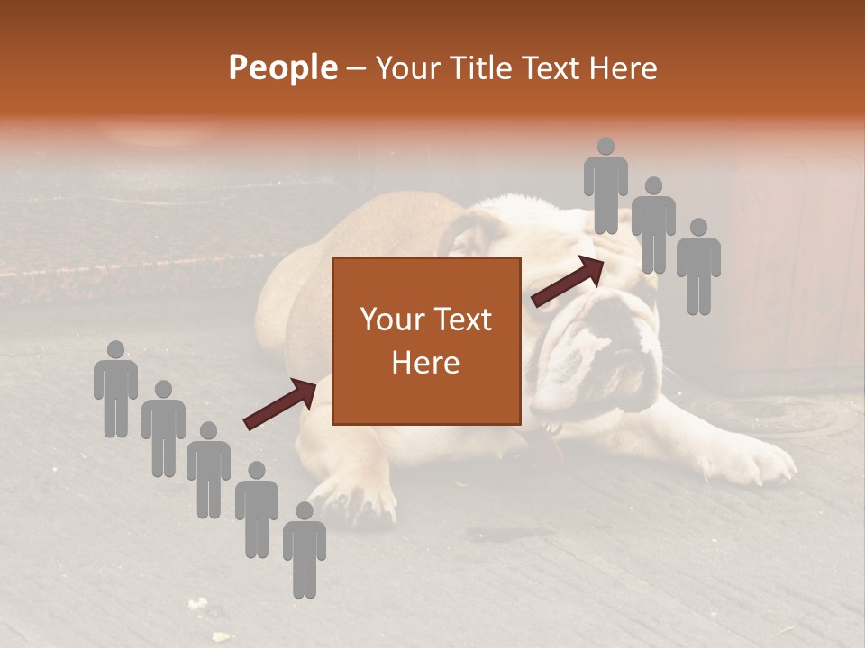 Serious Bulldog On The Florence Street. PowerPoint Template