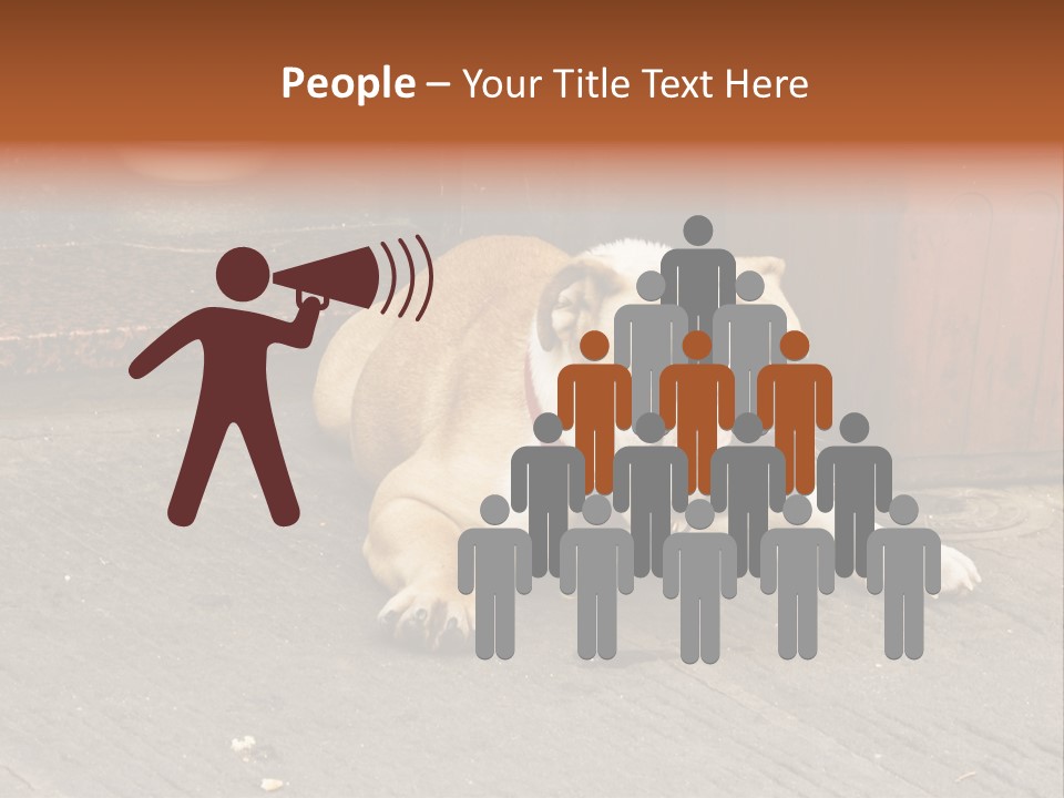 Serious Bulldog On The Florence Street. PowerPoint Template