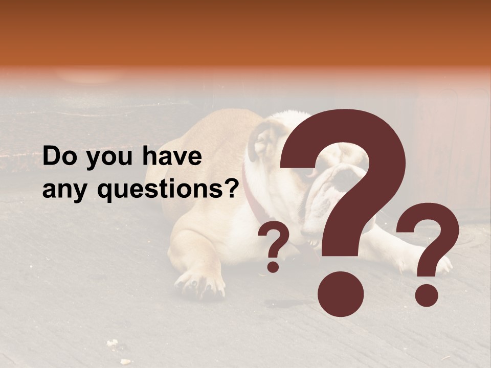 Serious Bulldog On The Florence Street. PowerPoint Template