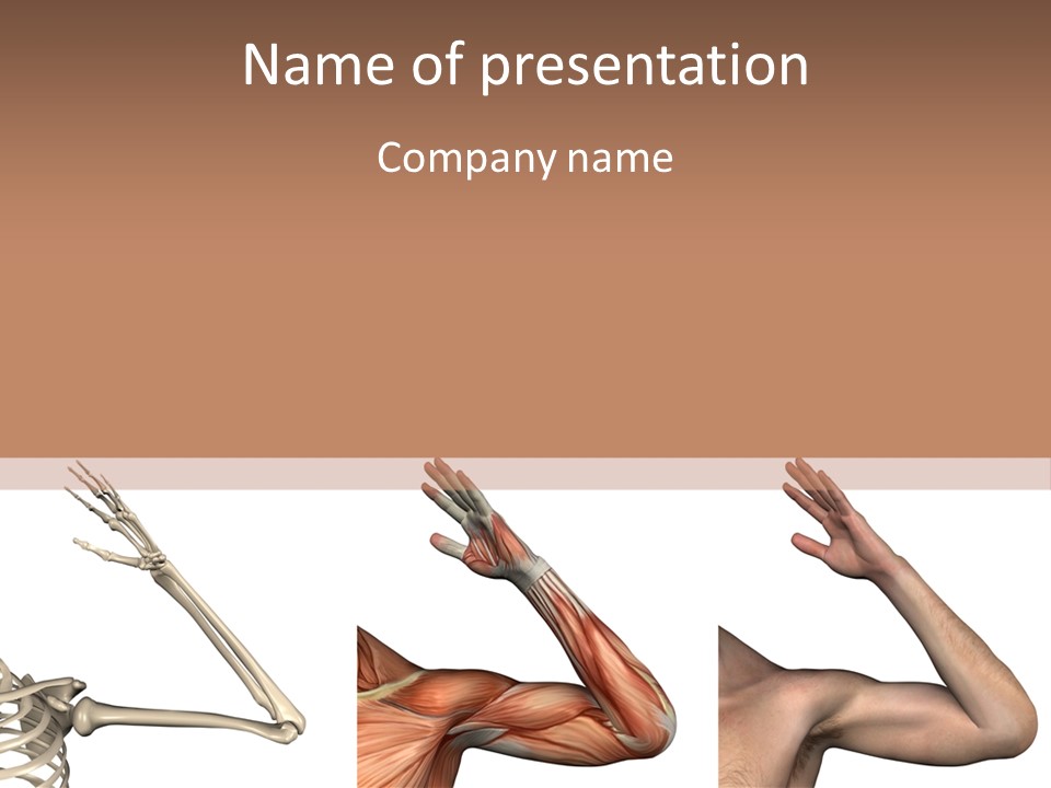 A Medical Powerpoint Presentation With Muscles And Bones PowerPoint Template