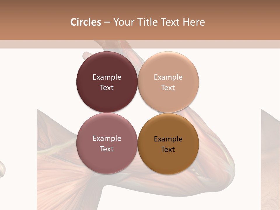 A Medical Powerpoint Presentation With Muscles And Bones PowerPoint Template