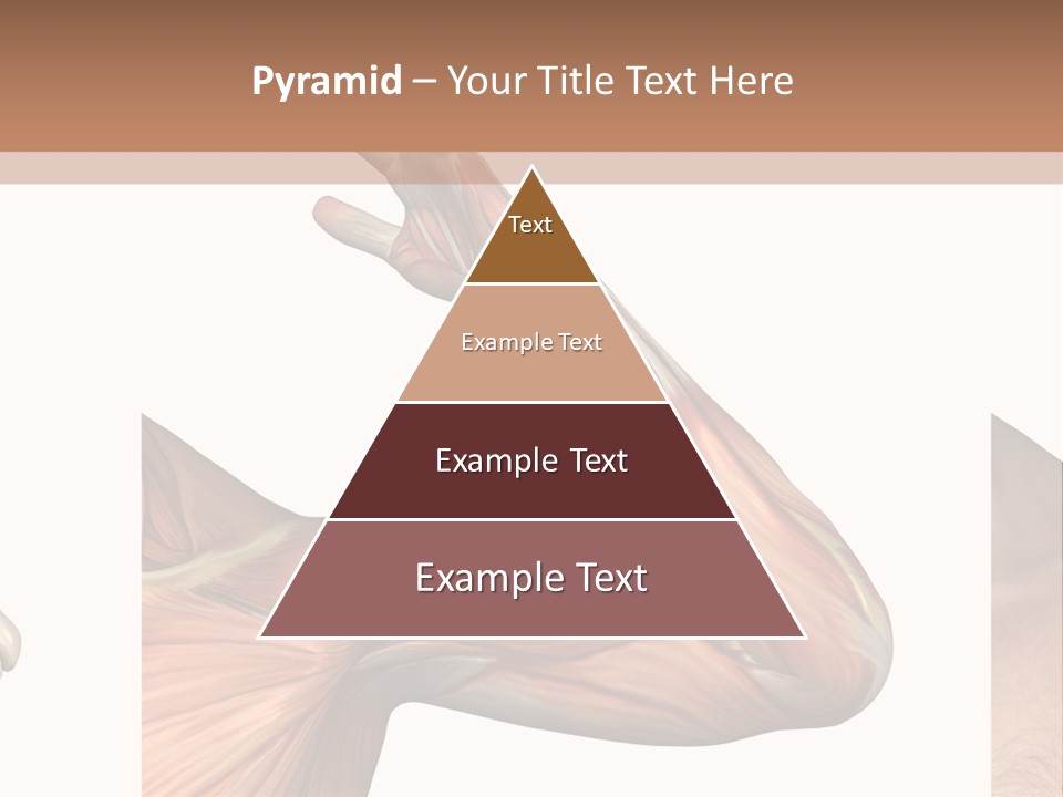 A Medical Powerpoint Presentation With Muscles And Bones PowerPoint Template