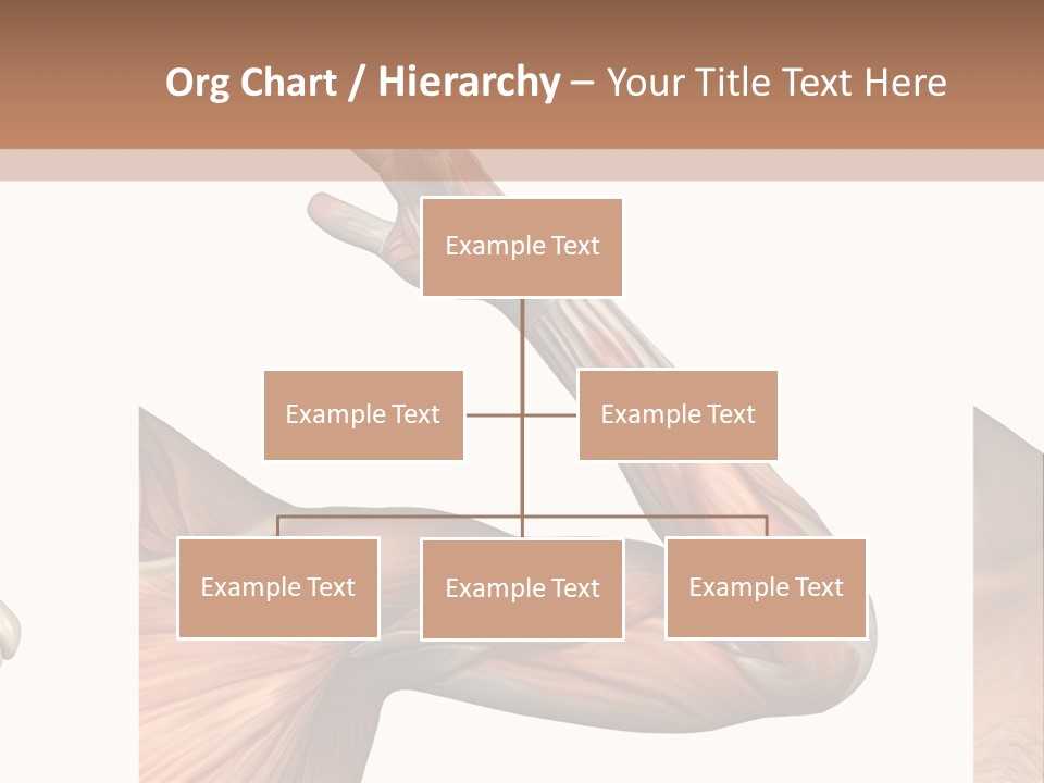A Medical Powerpoint Presentation With Muscles And Bones PowerPoint Template