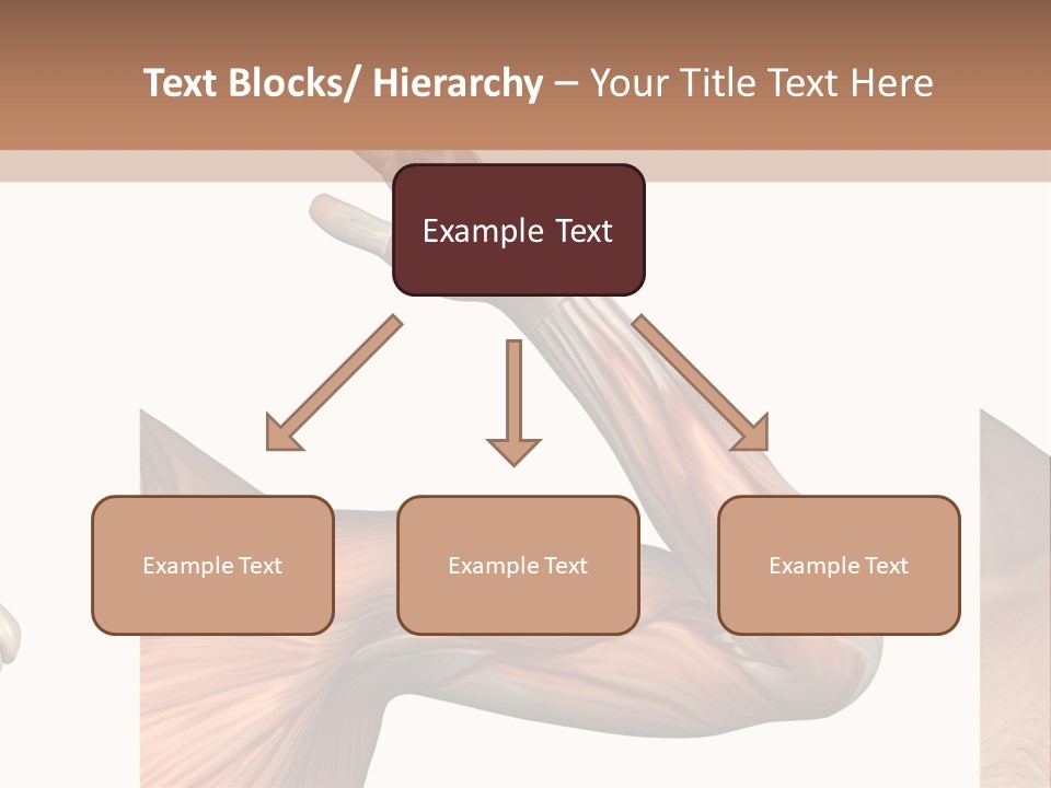 A Medical Powerpoint Presentation With Muscles And Bones PowerPoint Template