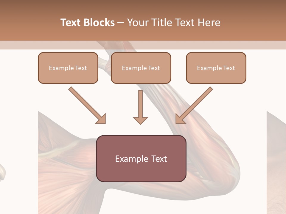 A Medical Powerpoint Presentation With Muscles And Bones PowerPoint Template