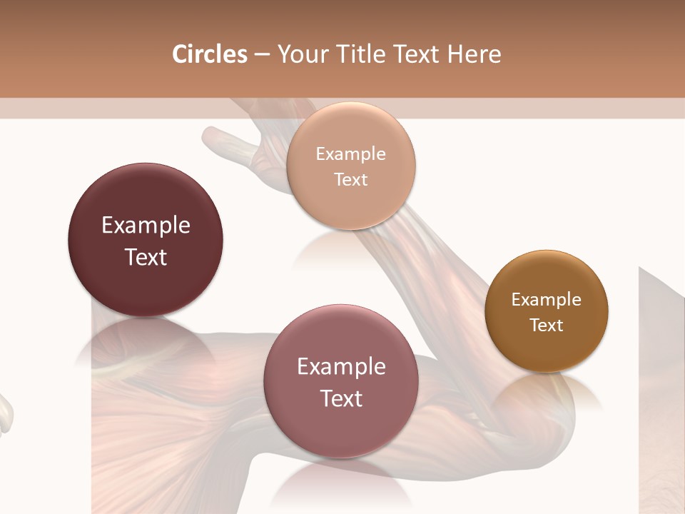 A Medical Powerpoint Presentation With Muscles And Bones PowerPoint Template