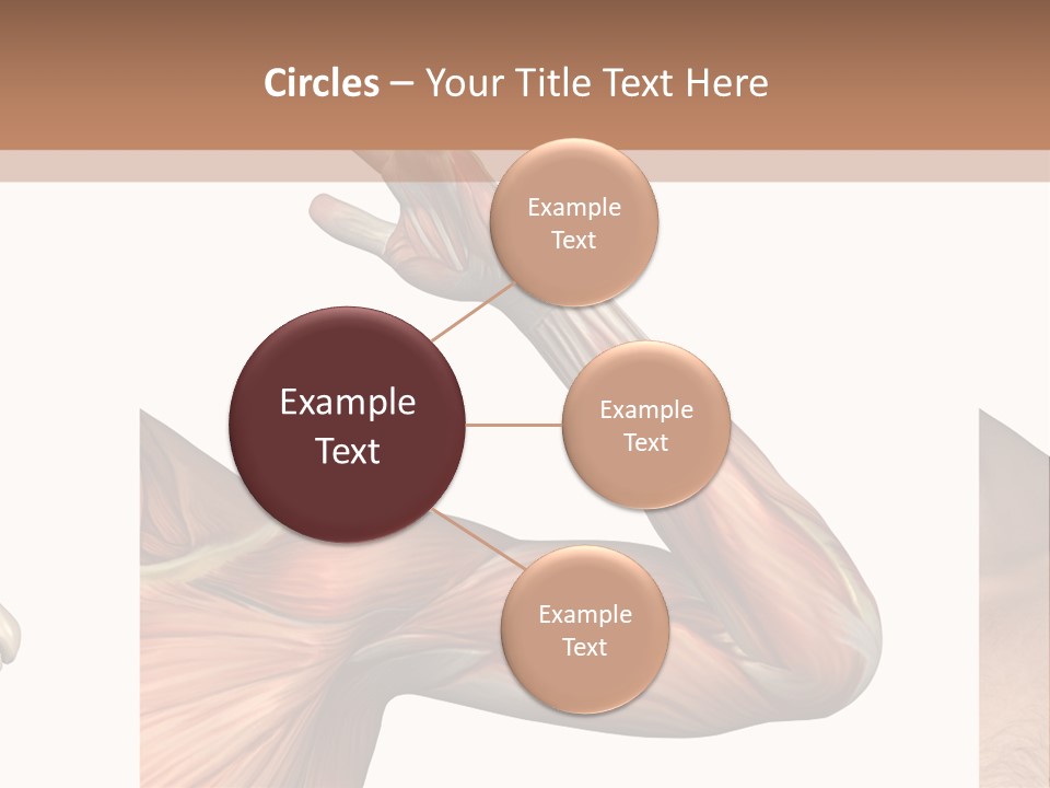 A Medical Powerpoint Presentation With Muscles And Bones PowerPoint Template