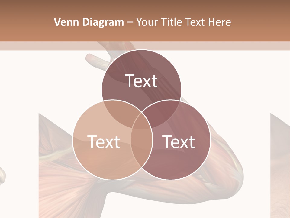 A Medical Powerpoint Presentation With Muscles And Bones PowerPoint Template