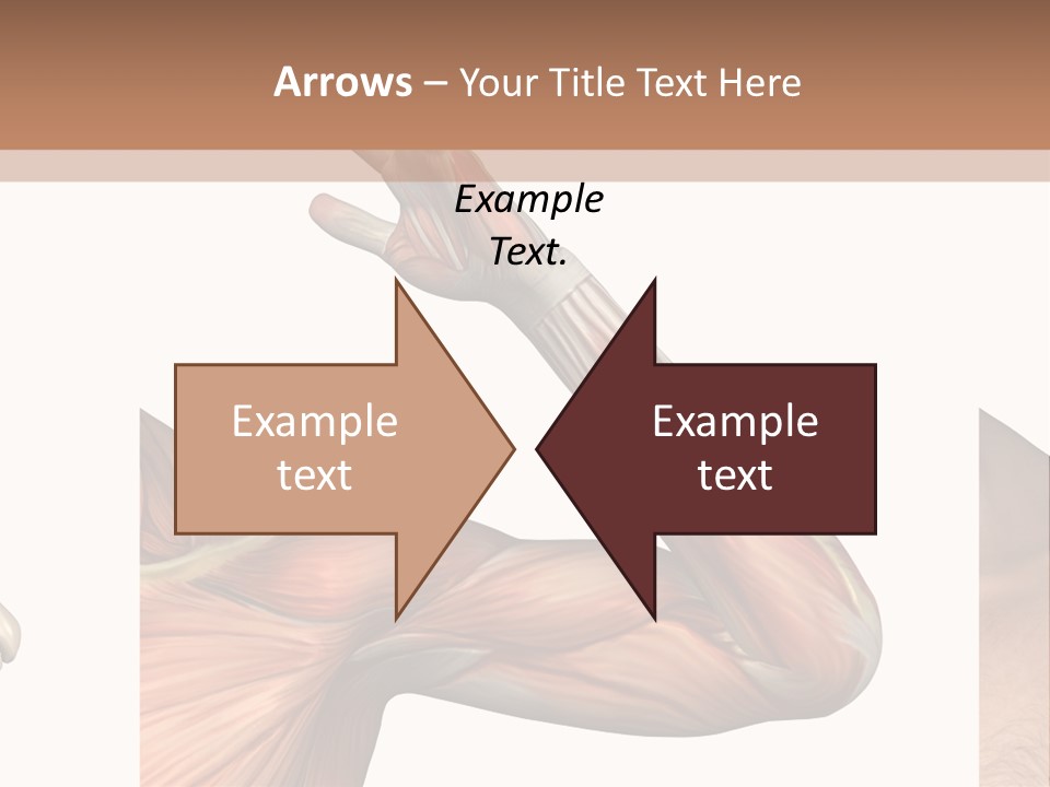 A Medical Powerpoint Presentation With Muscles And Bones PowerPoint Template