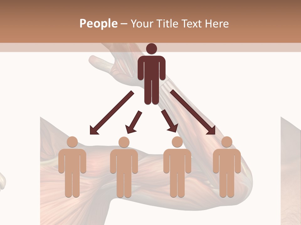 A Medical Powerpoint Presentation With Muscles And Bones PowerPoint Template