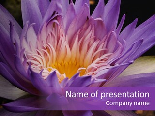 A Large Purple Flower With A Yellow Center PowerPoint Template