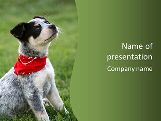 6 Week Old Blue Heeler Puppy Dog PowerPoint Template