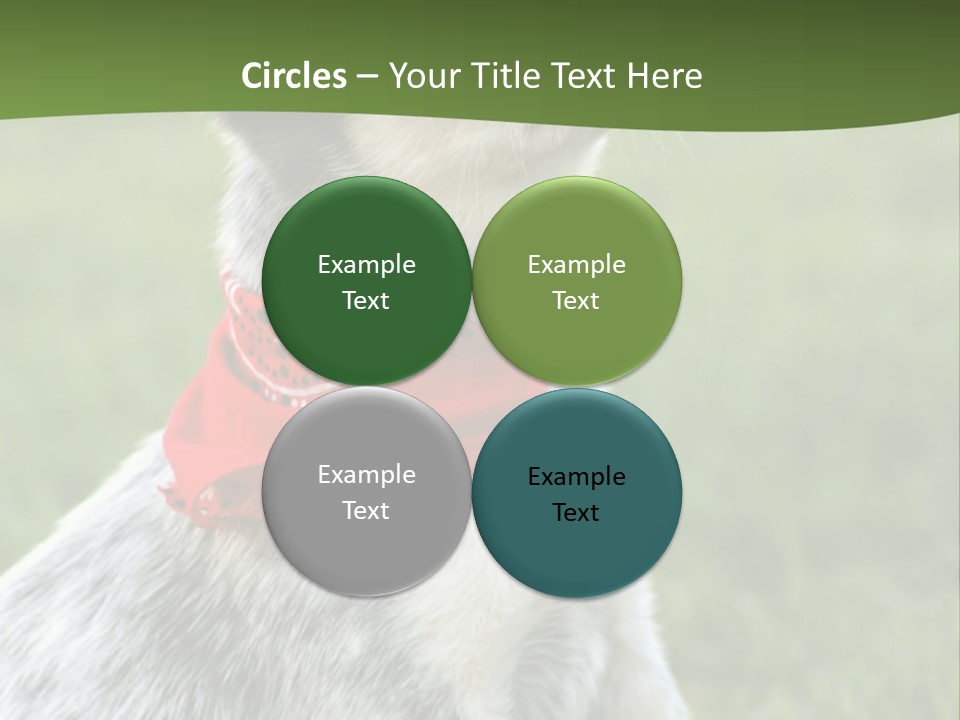 6 Week Old Blue Heeler Puppy Dog PowerPoint Template