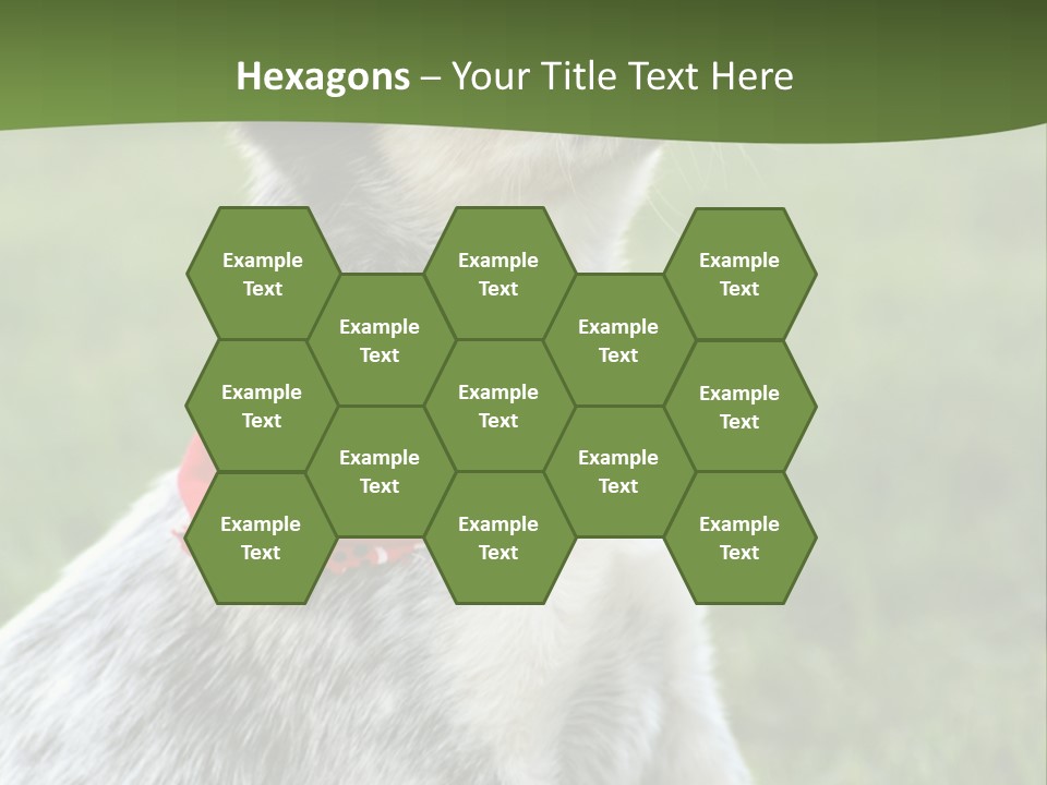 6 Week Old Blue Heeler Puppy Dog PowerPoint Template