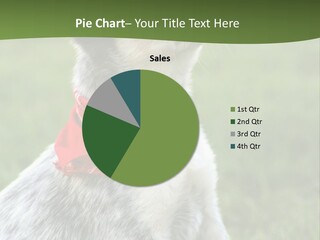 6 Week Old Blue Heeler Puppy Dog PowerPoint Template