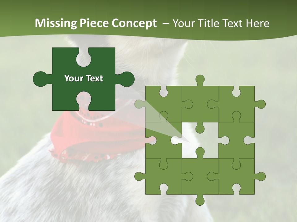 6 Week Old Blue Heeler Puppy Dog PowerPoint Template