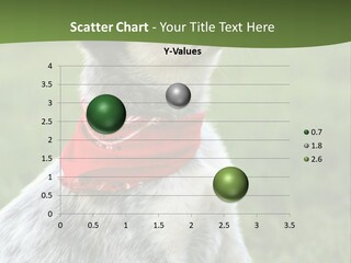 6 Week Old Blue Heeler Puppy Dog PowerPoint Template