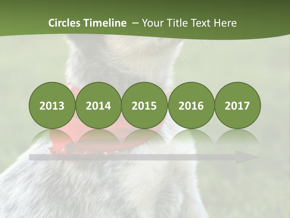 6 Week Old Blue Heeler Puppy Dog PowerPoint Template