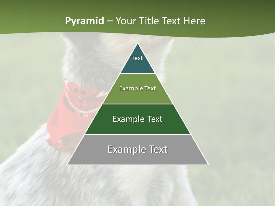 6 Week Old Blue Heeler Puppy Dog PowerPoint Template