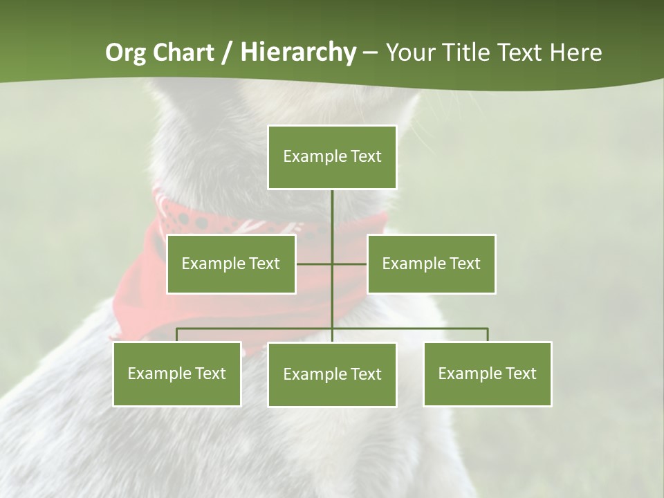 6 Week Old Blue Heeler Puppy Dog PowerPoint Template