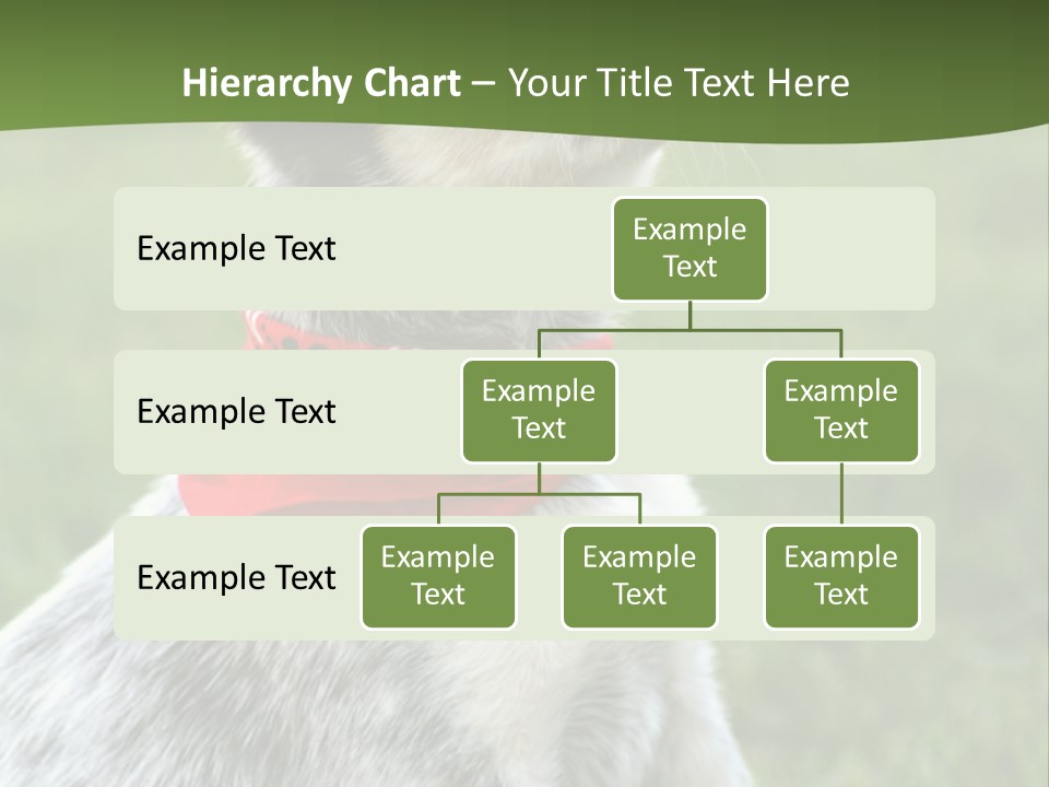 6 Week Old Blue Heeler Puppy Dog PowerPoint Template