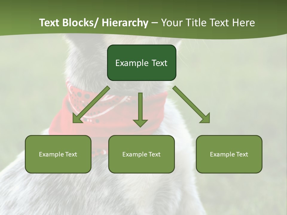 6 Week Old Blue Heeler Puppy Dog PowerPoint Template