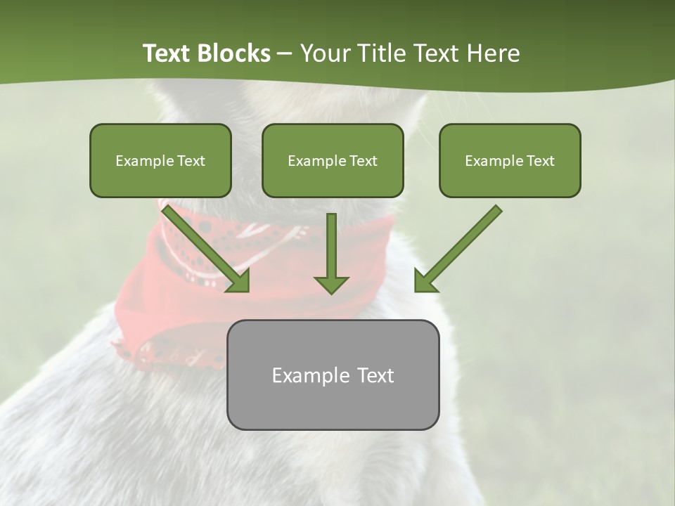6 Week Old Blue Heeler Puppy Dog PowerPoint Template