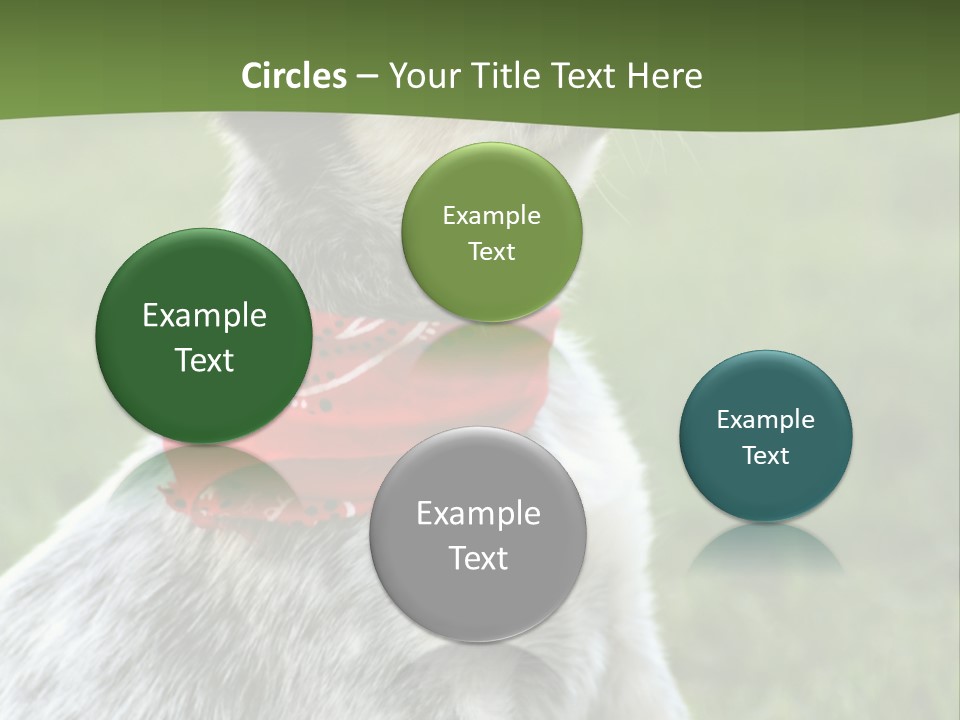 6 Week Old Blue Heeler Puppy Dog PowerPoint Template