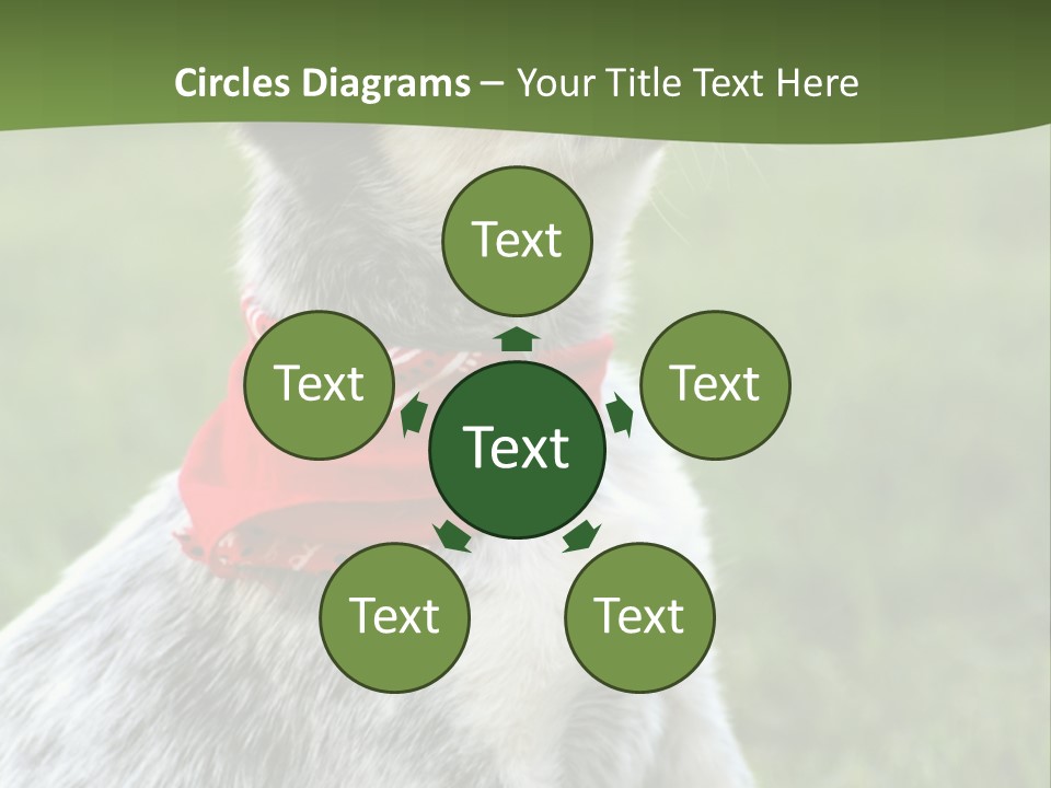 6 Week Old Blue Heeler Puppy Dog PowerPoint Template