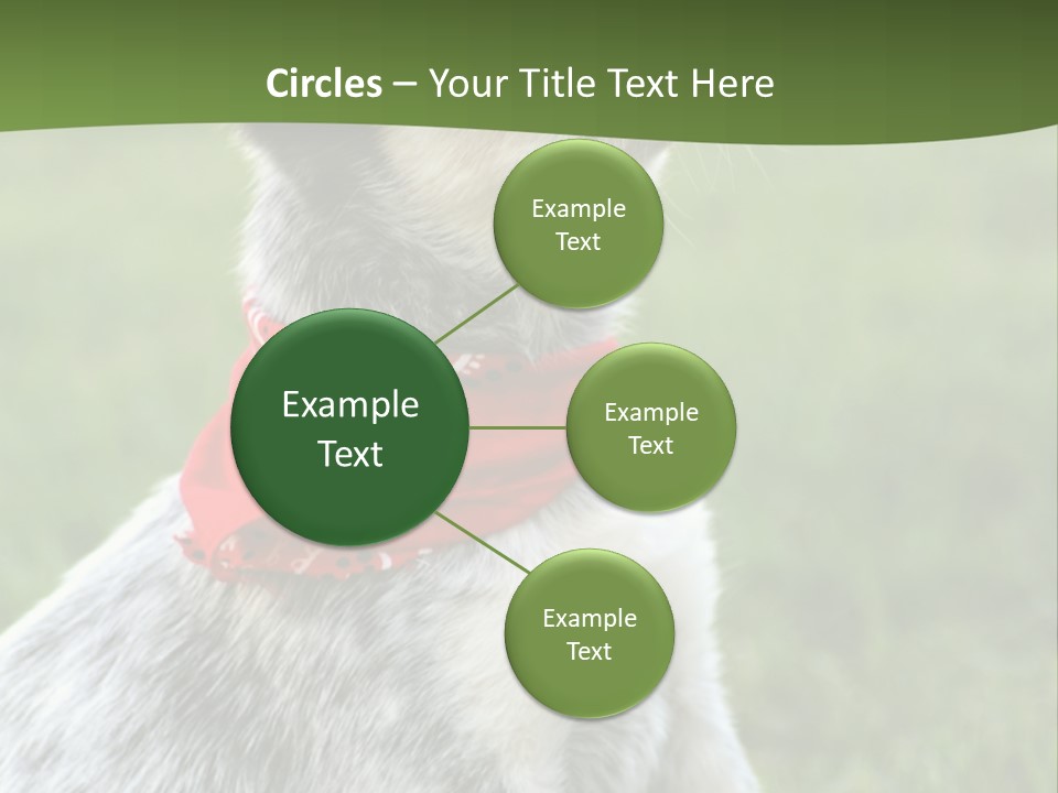 6 Week Old Blue Heeler Puppy Dog PowerPoint Template