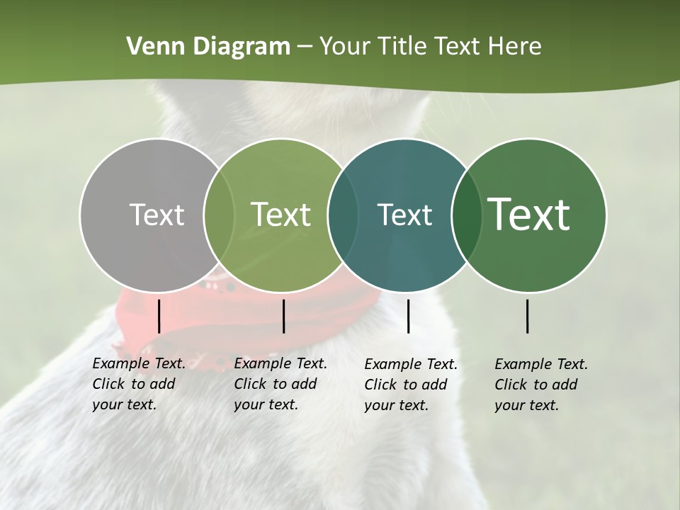 6 Week Old Blue Heeler Puppy Dog PowerPoint Template