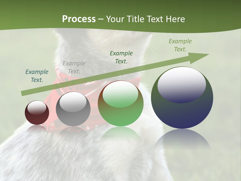 6 Week Old Blue Heeler Puppy Dog PowerPoint Template