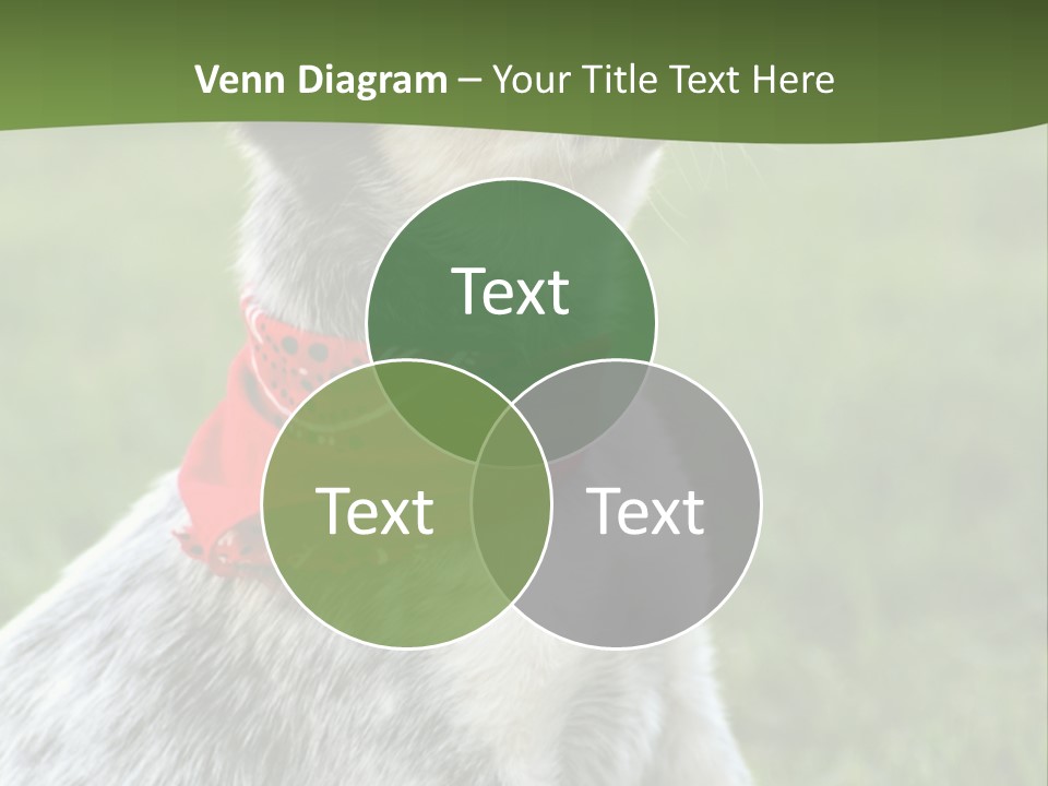 6 Week Old Blue Heeler Puppy Dog PowerPoint Template