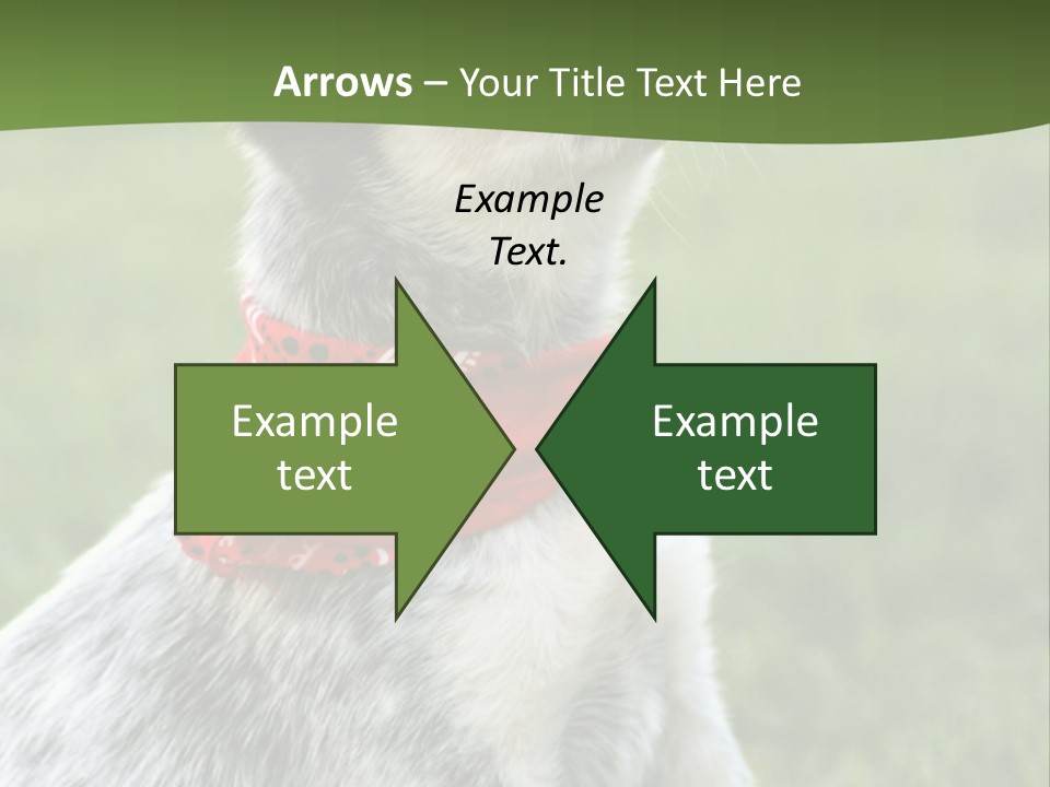 6 Week Old Blue Heeler Puppy Dog PowerPoint Template