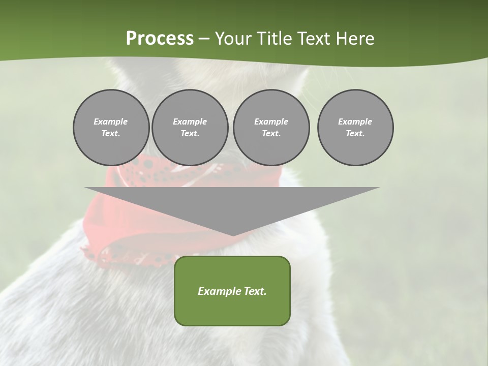 6 Week Old Blue Heeler Puppy Dog PowerPoint Template