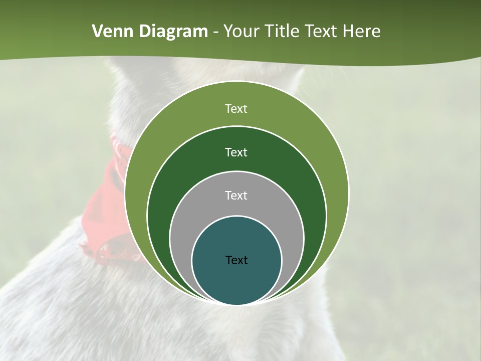 6 Week Old Blue Heeler Puppy Dog PowerPoint Template