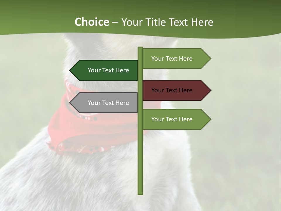 6 Week Old Blue Heeler Puppy Dog PowerPoint Template