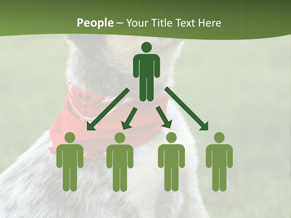 6 Week Old Blue Heeler Puppy Dog PowerPoint Template