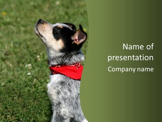 8 Week Old Blue Heeler Puppy Dog PowerPoint Template