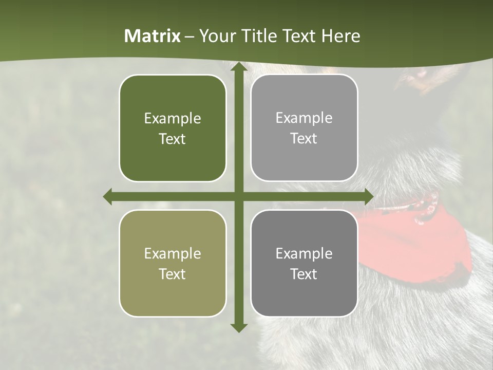 8 Week Old Blue Heeler Puppy Dog PowerPoint Template